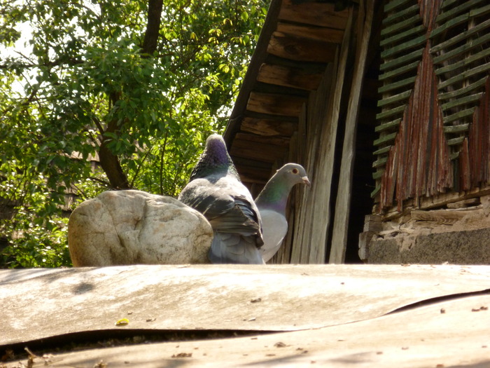 P1000667 - Poze 29-05-2010