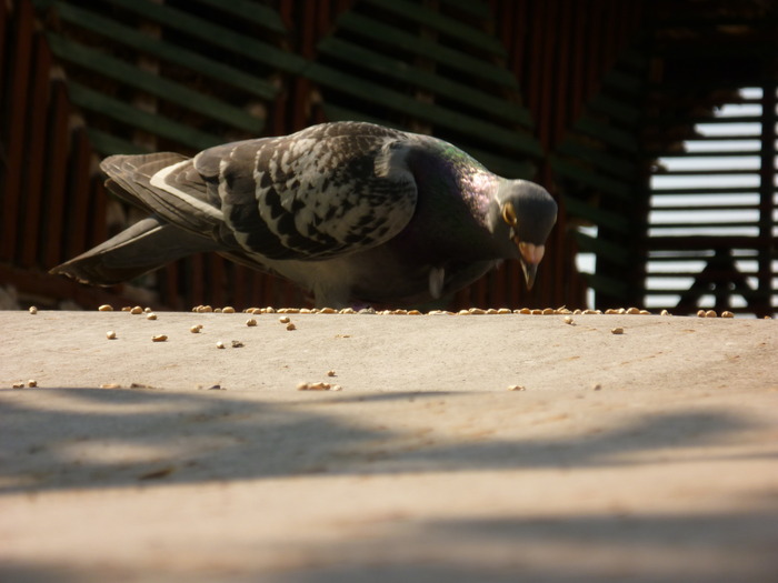 P1000671 - Poze 29-05-2010