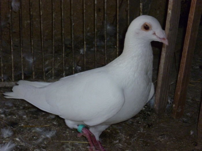 P1000673 - Poze 29-05-2010