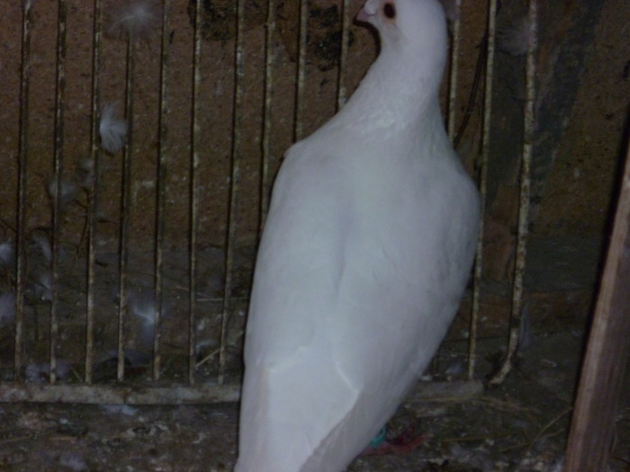 P1000674 - Poze 29-05-2010