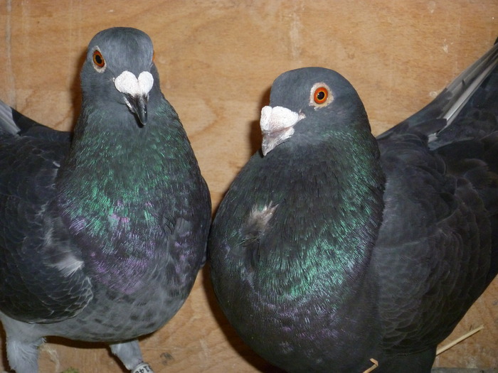 P1000675 - Poze 29-05-2010