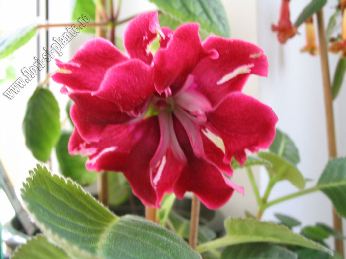 Mini gloxinia 4 - GLOXINIA _ SINNINGIA