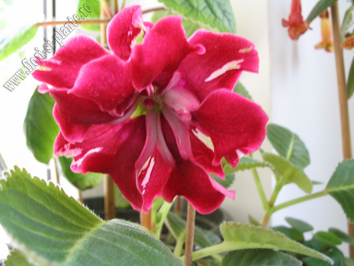 Mini gloxinia 5 - GLOXINIA _ SINNINGIA