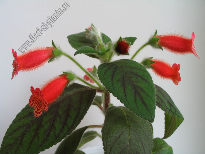 Kohleria Napoleon V 1