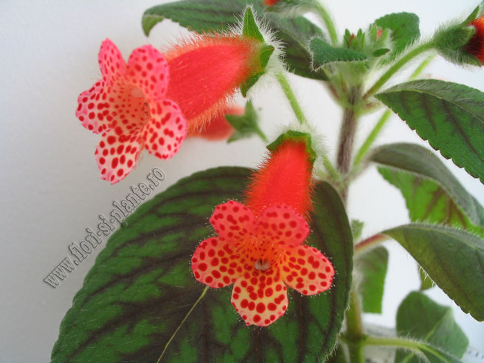 Kohleria Napoleon V 2