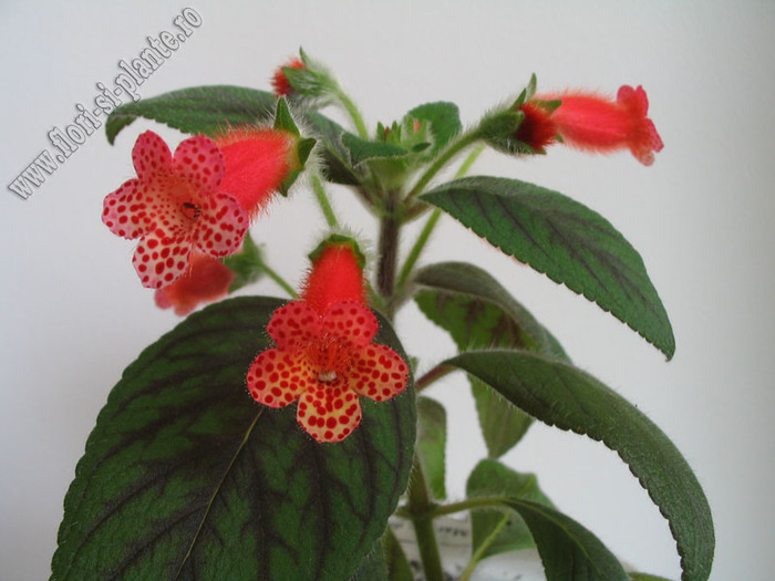 Kohleria Napoleon V 3