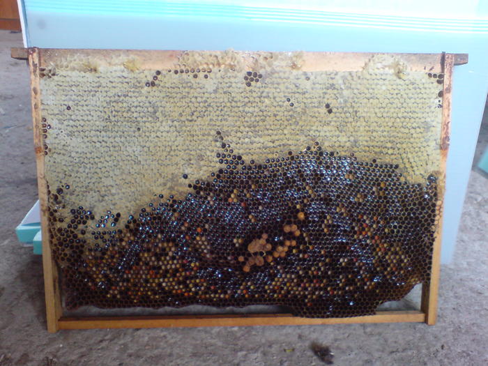 DSC00049 - Primele 2 familii de albine Leana si Costel