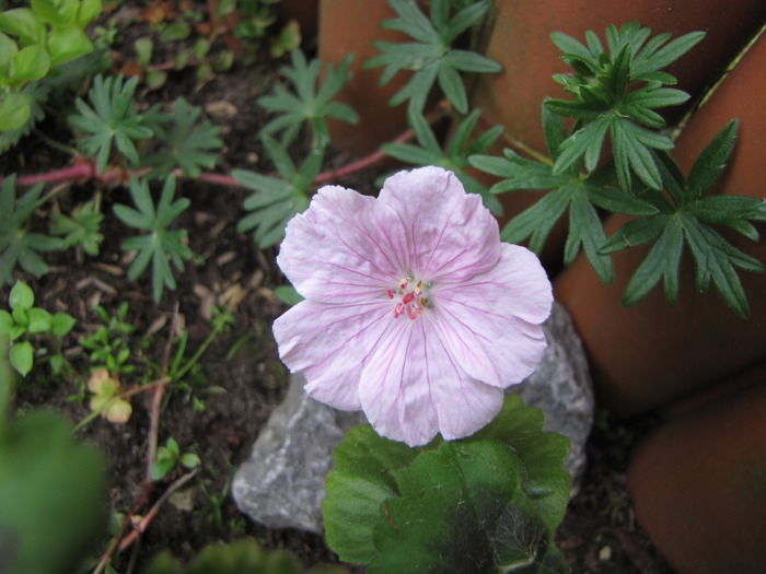Geranium Sanguineum 29 mai 2010 - plante diverse