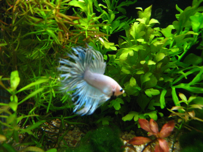 JiJi - Betta crowntail