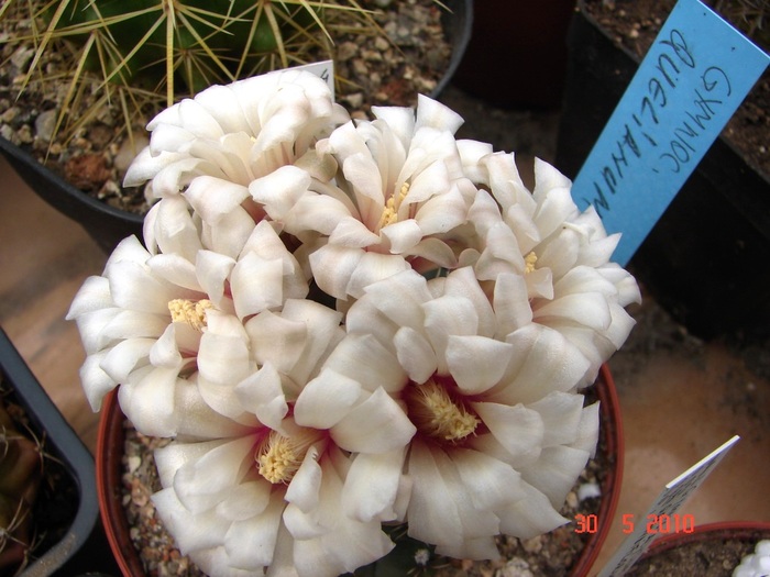 DSC08500 - Cactusi Mai