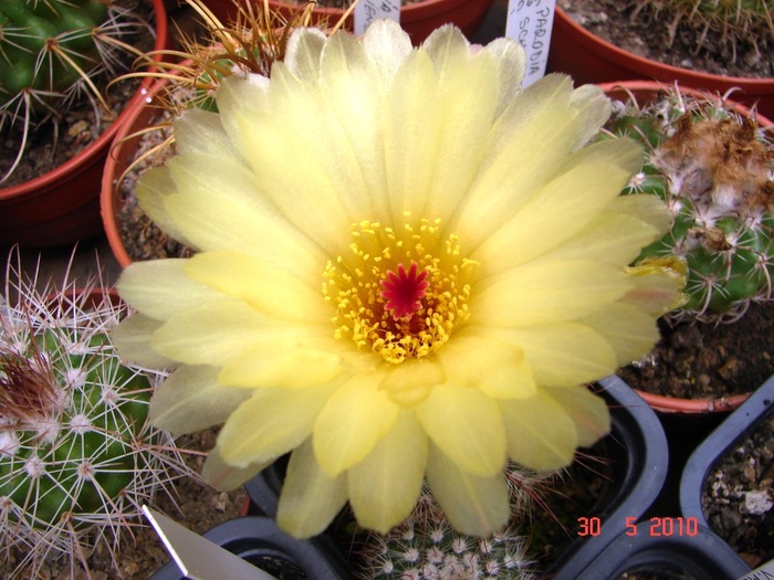 DSC08502 - Cactusi Mai