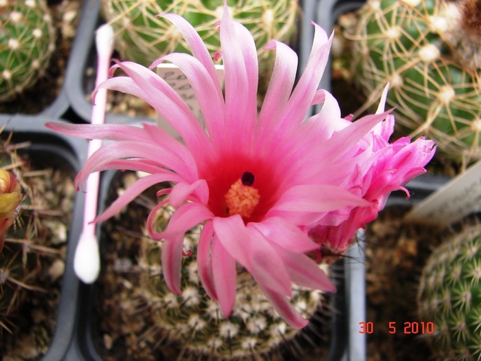 DSC08506 - Cactusi Mai