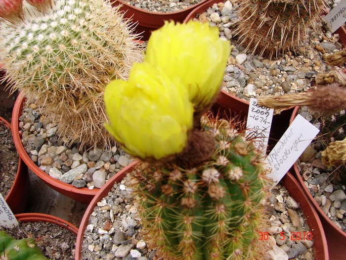 DSC08507 - Cactusi Mai