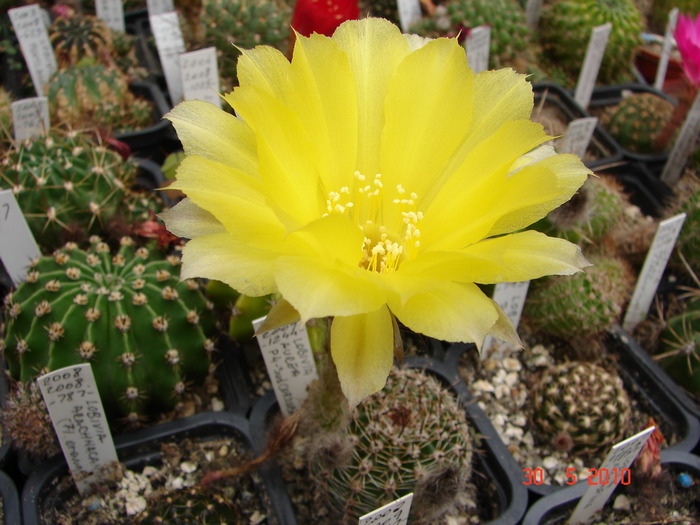 DSC08512 - Cactusi Mai