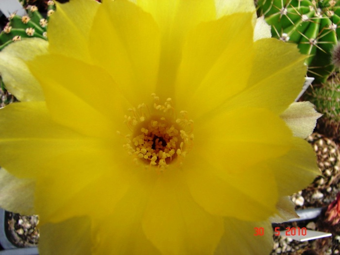 DSC08513 - Cactusi Mai