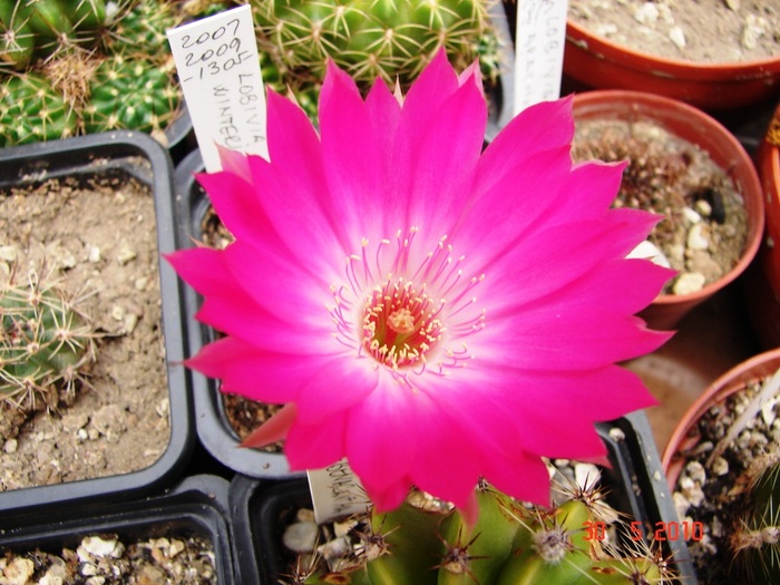 DSC08514 - Cactusi Mai