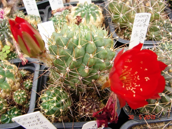 DSC08515 - Cactusi Mai