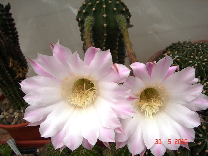 DSC08518 - Cactusi Mai