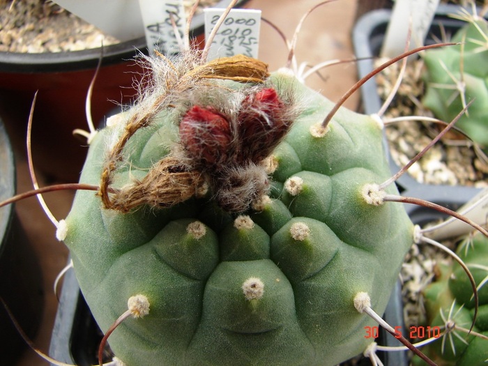 DSC08527 - Cactusi Mai