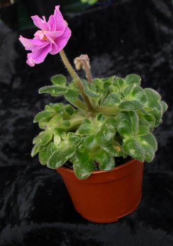 Stambul's Rose; ( mini) ,varietate necunoscuta
