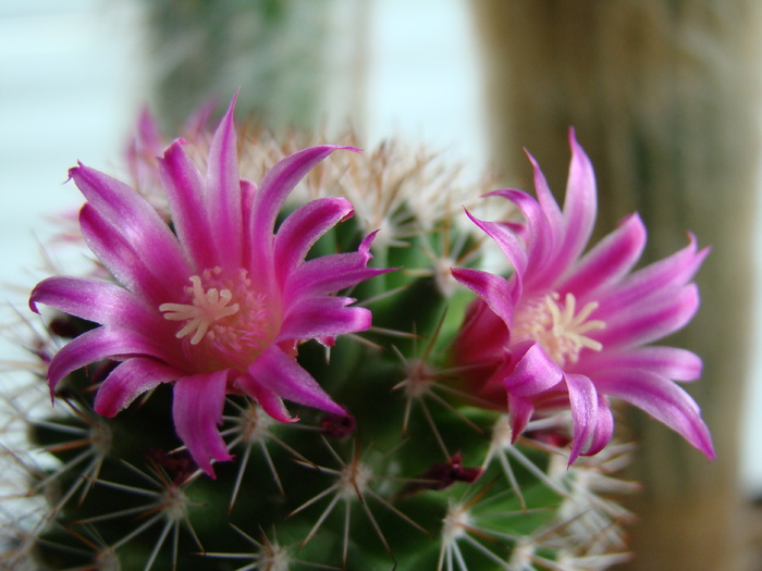DSC05623 - cactusi