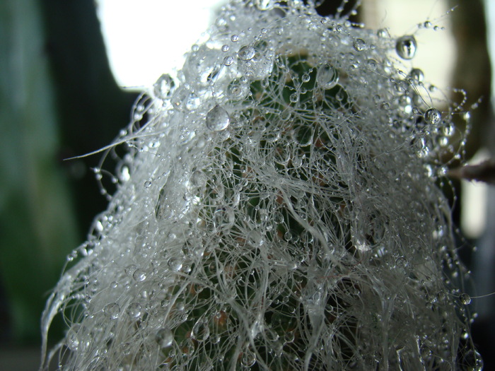 DSC05660 - cactusi