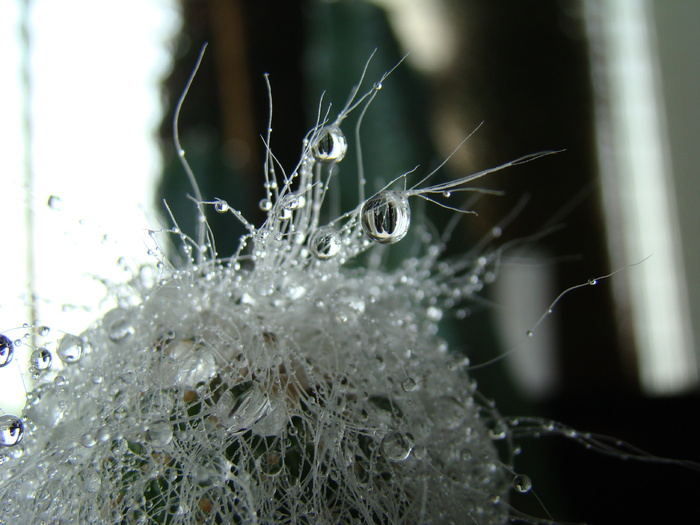 DSC05680 - cactusi