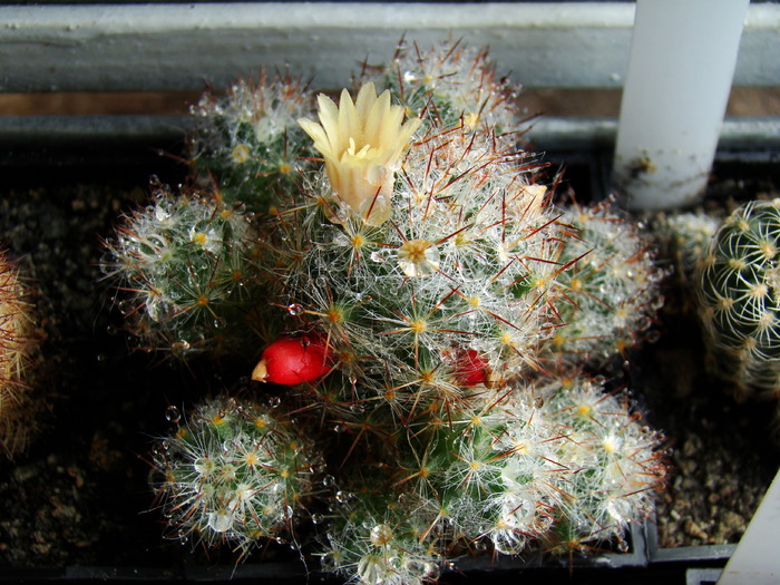 DSC05738 - cactusi