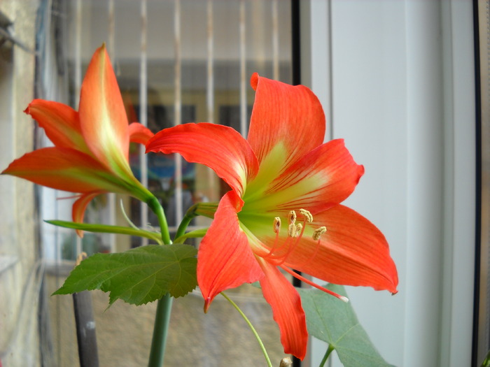 Hippeastrum - Flori frumoase - flori 2010