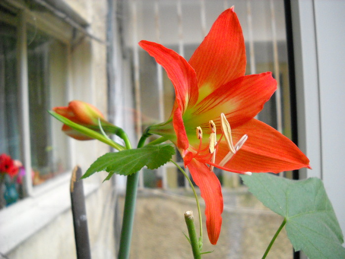 Hippeastrum - Flori frumoase - flori 2010