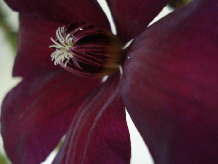 "Westerplatte" 30052010 - Clematis 2010