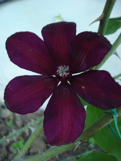 "Westerplatte" - Clematis 2010