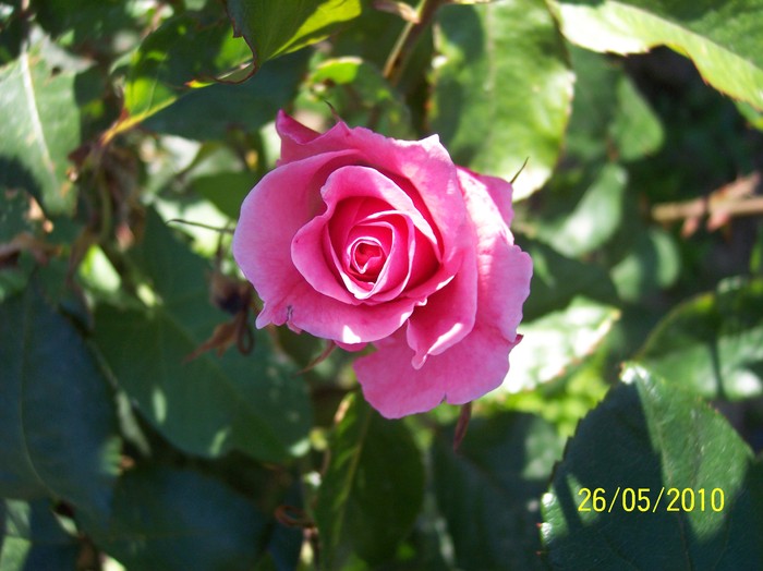 trandafirul roz 2