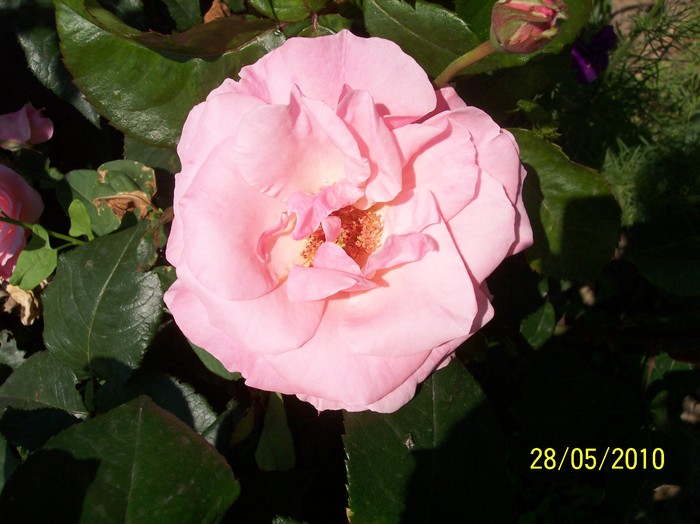 trandafirul roz 3