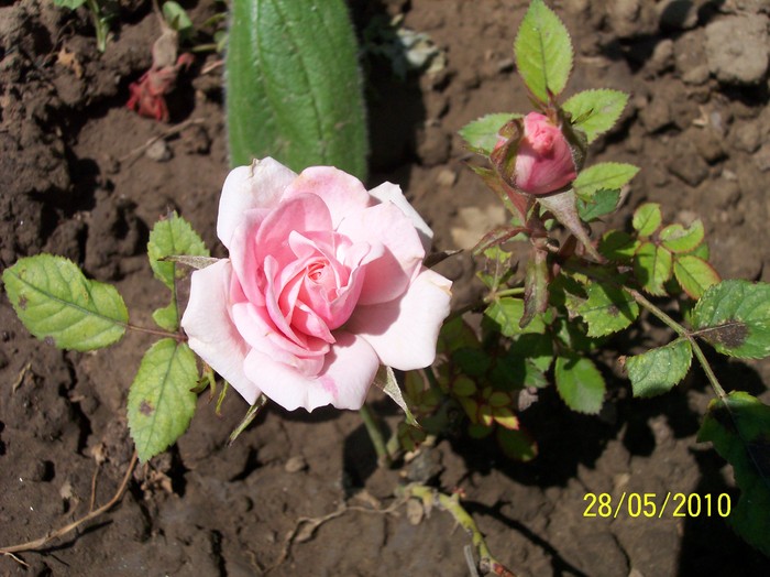 mini rosa - 2010 -b-vara