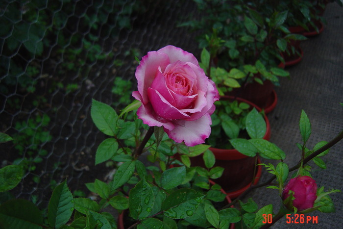 30 mai 2010 - trandafiri mini rosa