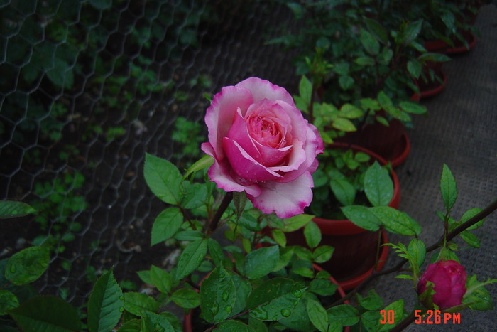 dupa ploaie - trandafiri mini rosa