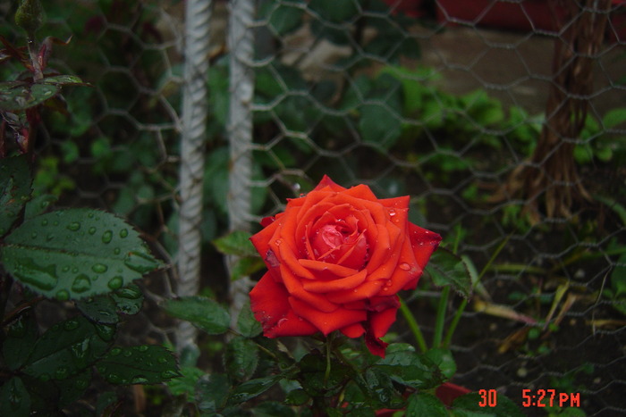 poze noi 163 - trandafiri mini rosa
