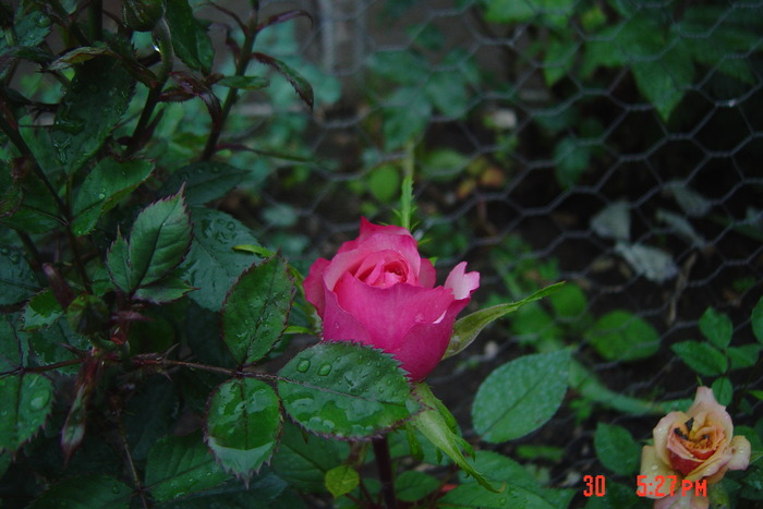 poze noi 164 - trandafiri mini rosa