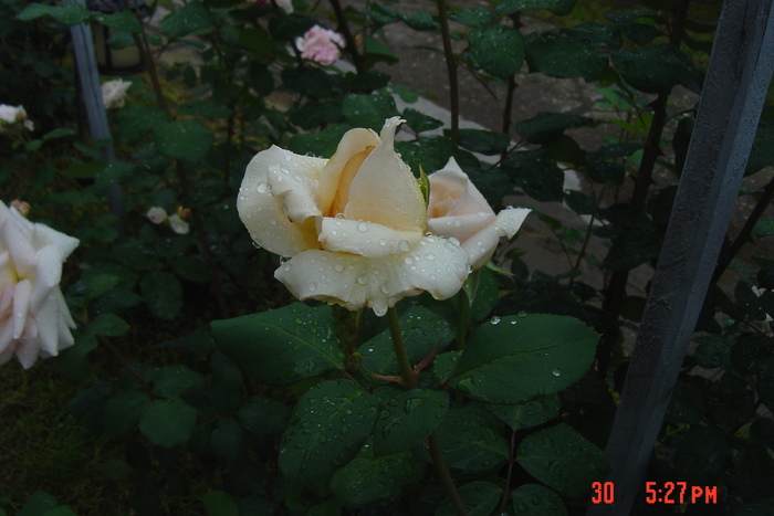 trandafirul dupa ploaie