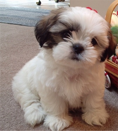 shihtzu_brown - animalutze