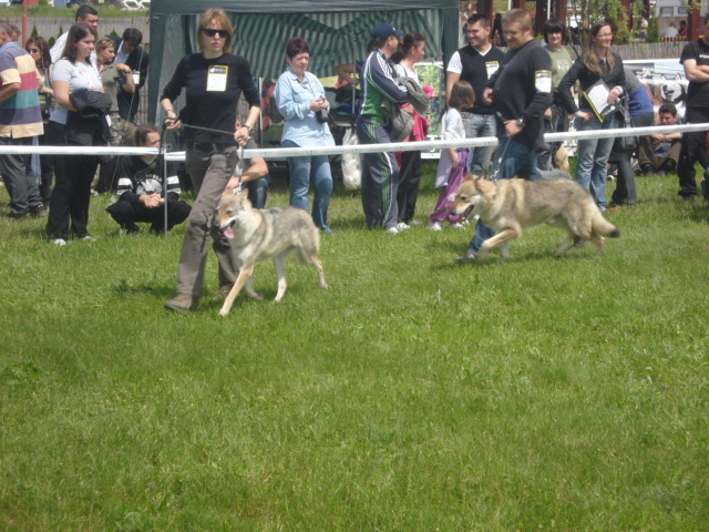 DSC04600 - expozitie de caini bistrita 2010