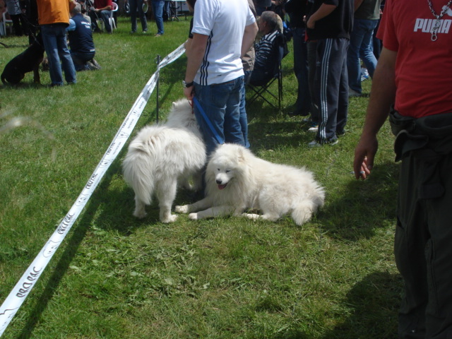 DSC04601 - expozitie de caini bistrita 2010