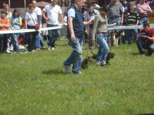 DSC04602 - expozitie de caini bistrita 2010