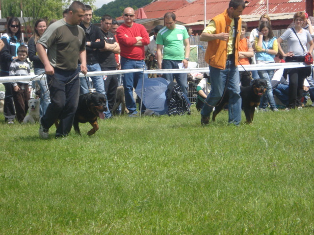 DSC04604 - expozitie de caini bistrita 2010