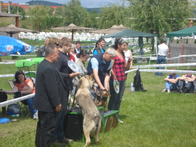 DSC04610 - expozitie de caini bistrita 2010