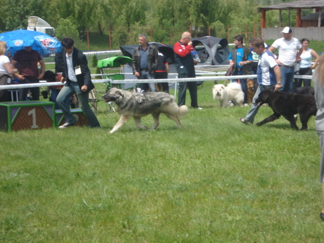 DSC04615 - expozitie de caini bistrita 2010