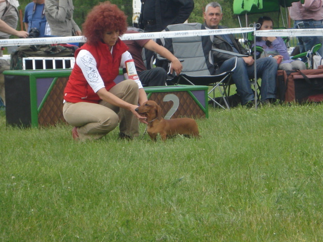 DSC04669 - expozitie de caini bistrita 2010