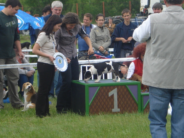 DSC04670 - expozitie de caini bistrita 2010