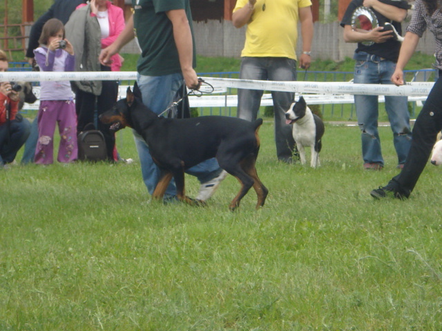 DSC04671 - expozitie de caini bistrita 2010